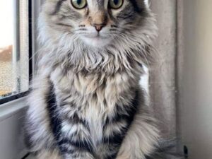 Maine Coon