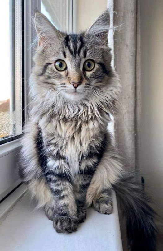 Maine Coon