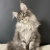 Maine Coon