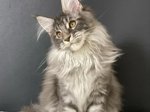 Maine Coon