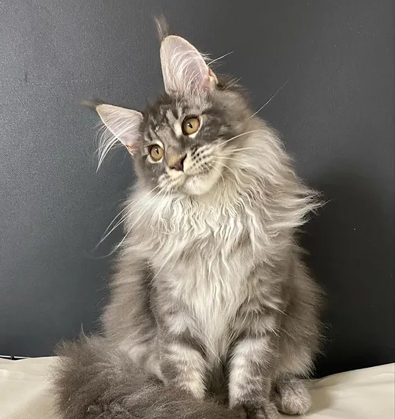 Maine Coon