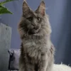 Maine Coon