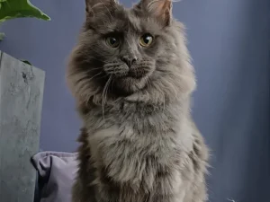 Maine Coon