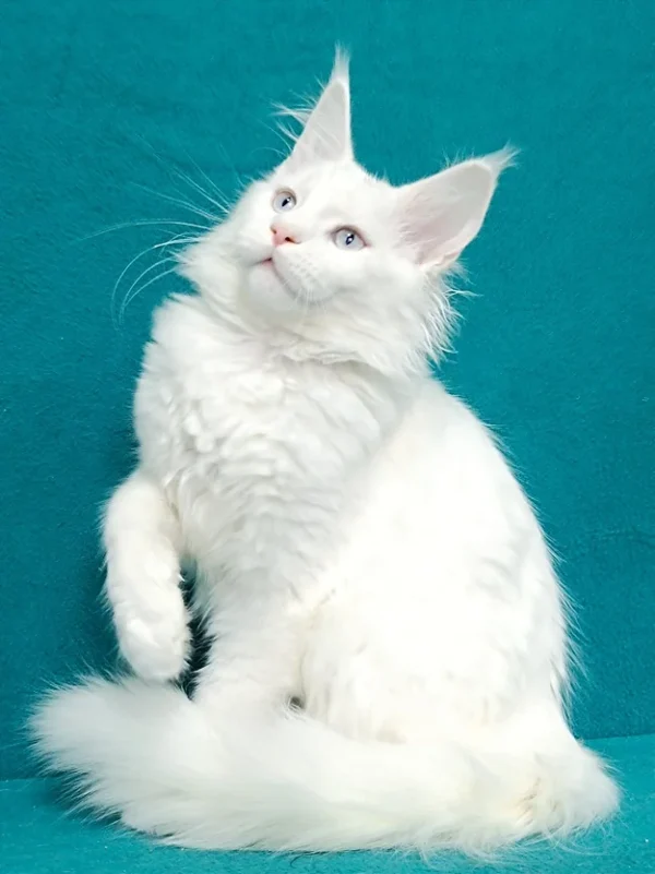 Maine Coon