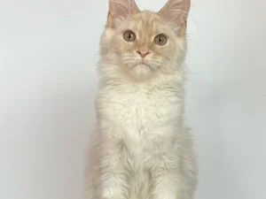 Maine Coon