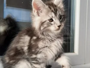 Maine Coons