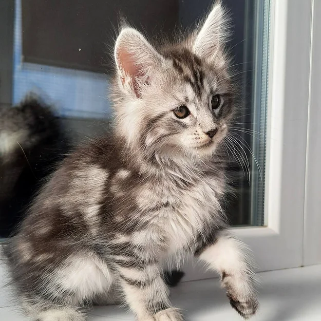 Maine Coons