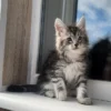 Maine Coon Kittens