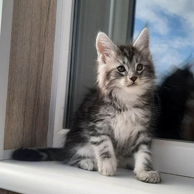 Maine Coon Kittens