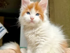 Maine Coons