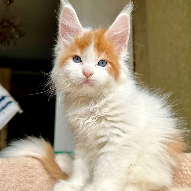 Maine Coons