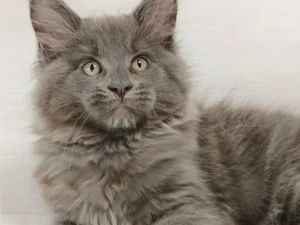 Maine Coons