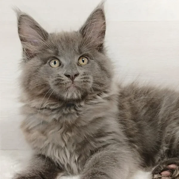 Maine Coons