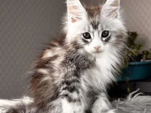 Maine Coons