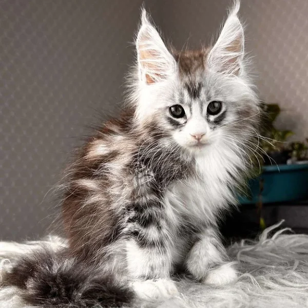 Maine Coons