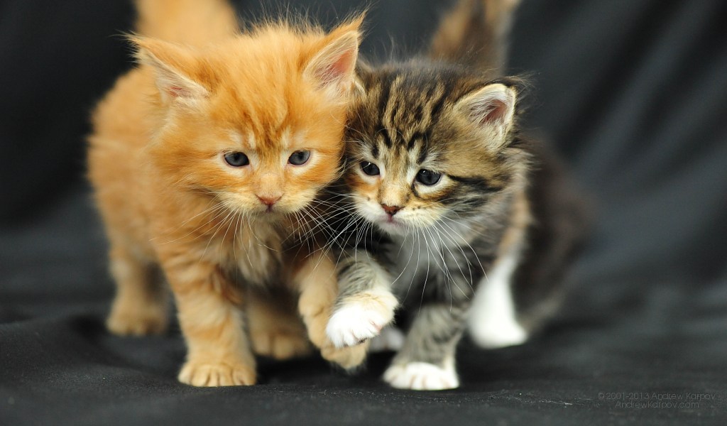 Maine Coon kittens