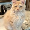 Maine Coon