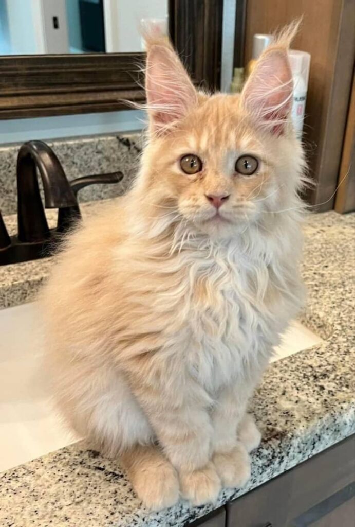 Maine Coon