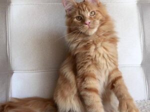 Maine coon