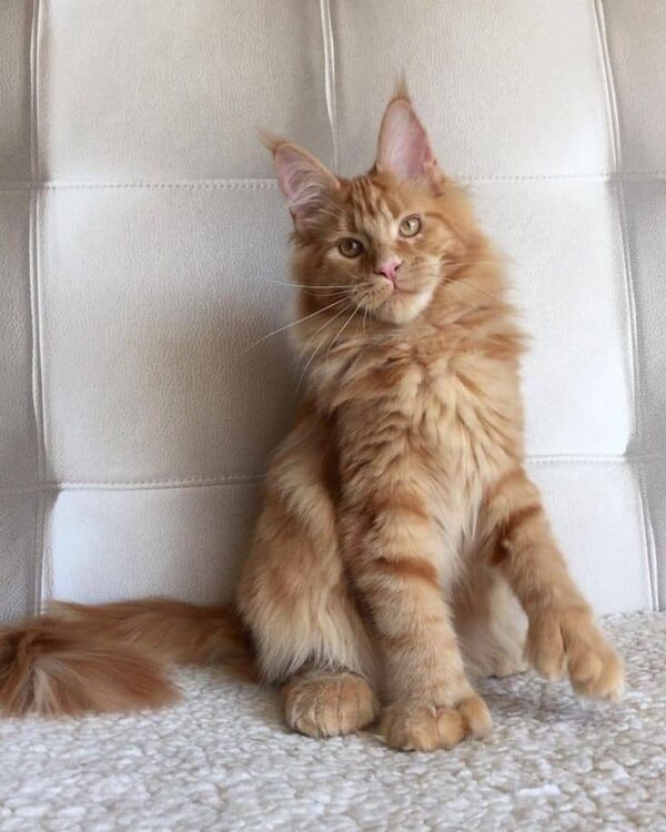 Maine coon