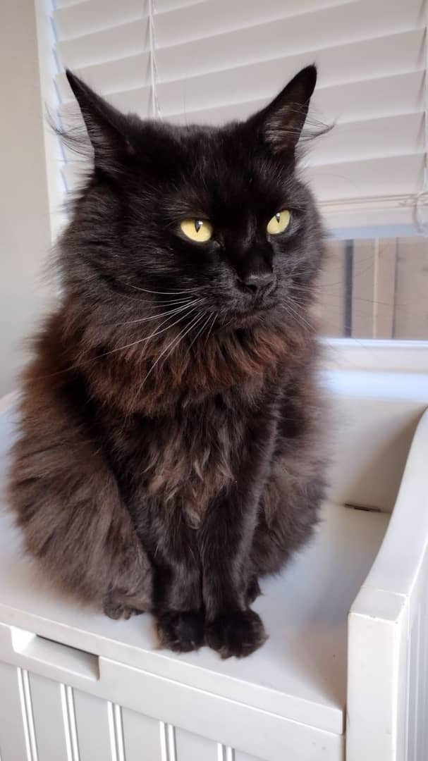 Mia Polydactyl, female  Maine Coon