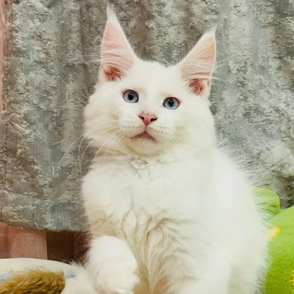 Maine Coons