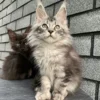 Maine Coons