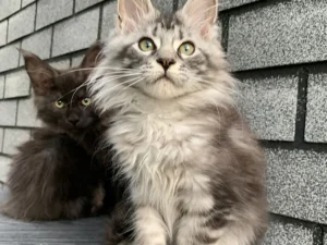 Maine Coons