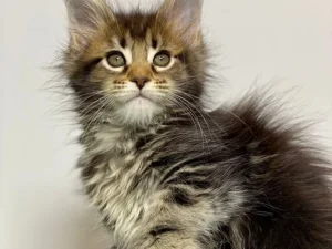 Maine Coon