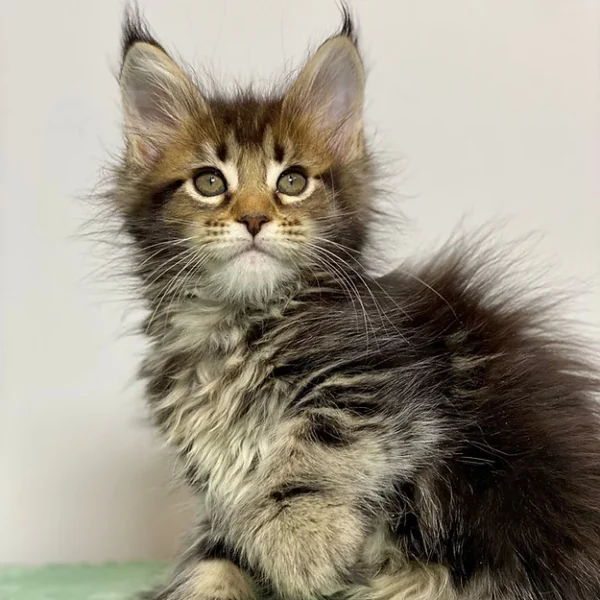 Maine Coon