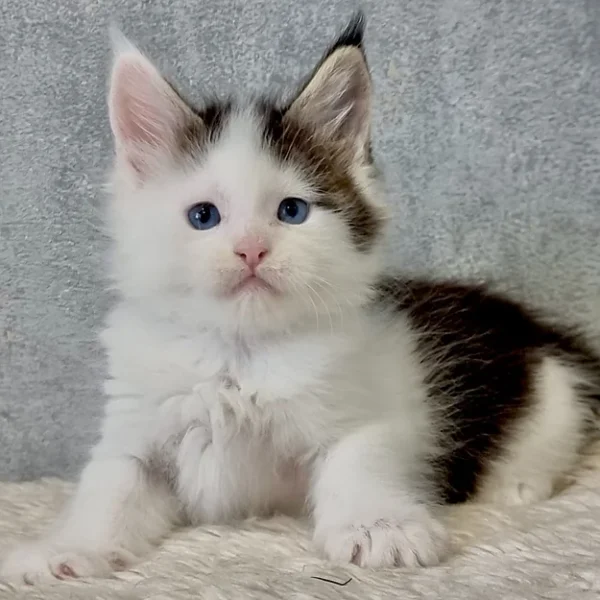 Maine Coon