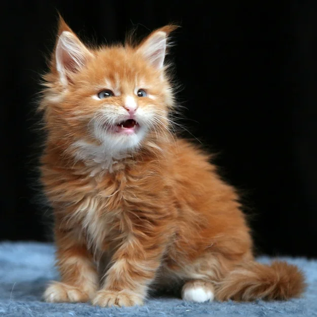 Maine Coons