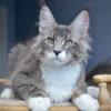 Maine Coon