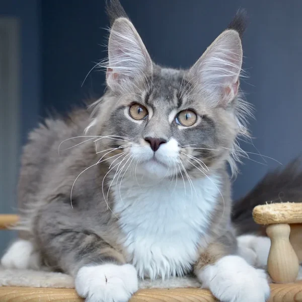 Maine Coon