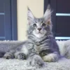 Maine Coon