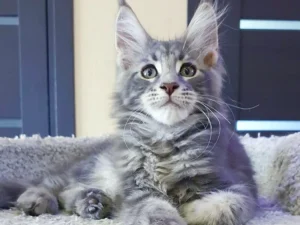 Maine Coon