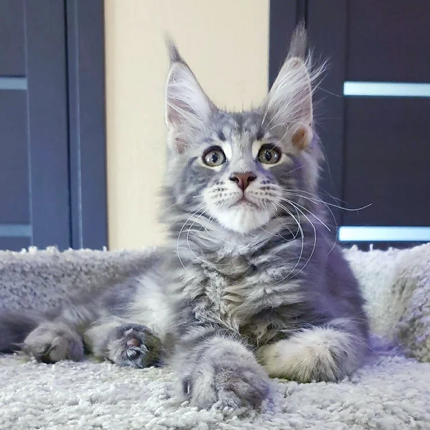 Maine Coon