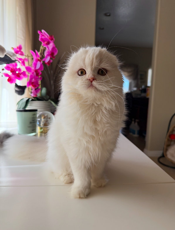 Emma – Male Scottish Fold Kitten