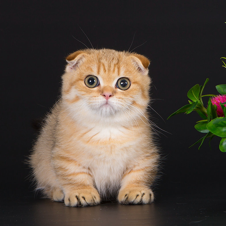 Moss – Female Scottish Fold Kitten