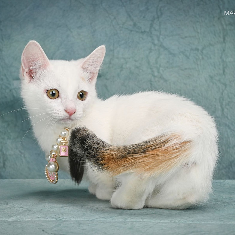 Halva – Male Munchkin Kitten