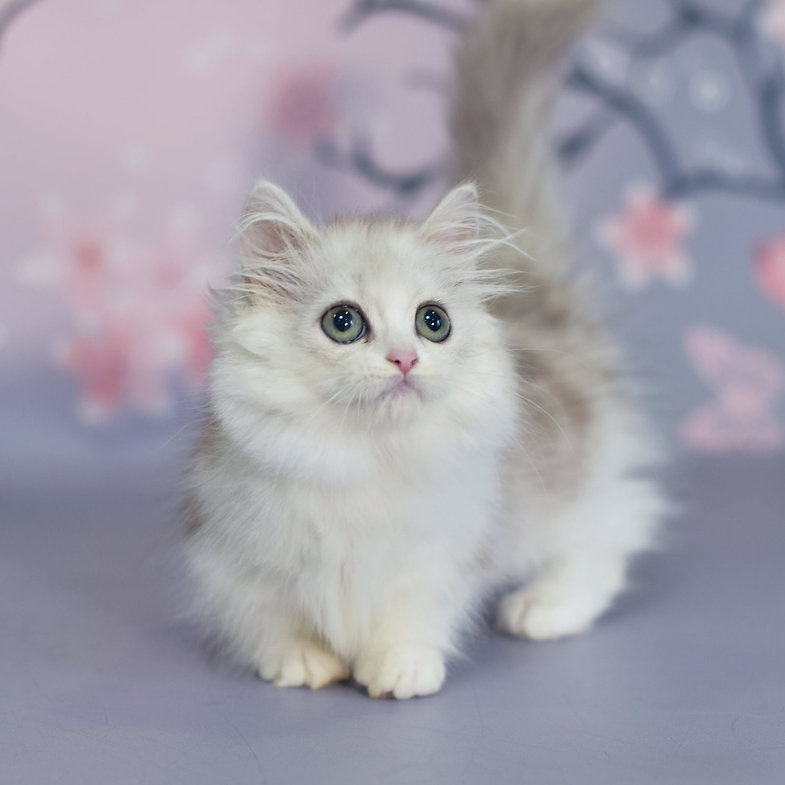 Zara – Female Munchkin Kitten