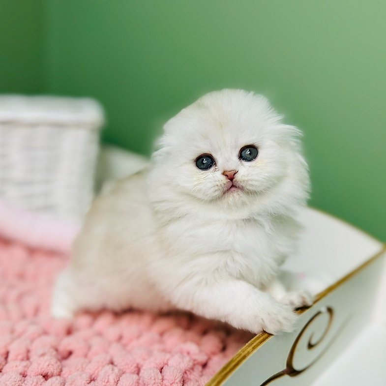 Diana – Male Scottish Fold Kitten