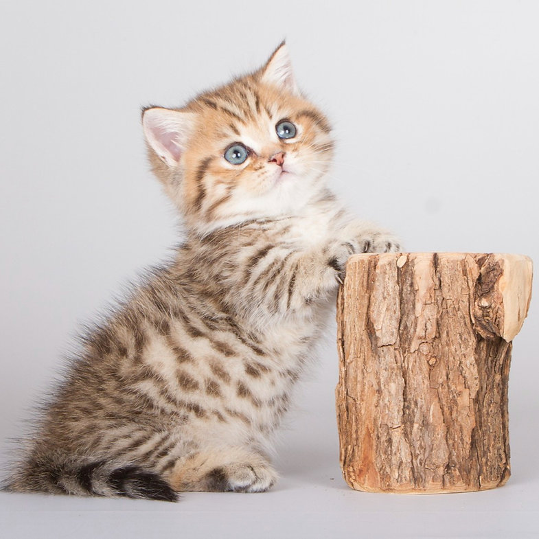 Nusal – Male Munchkin Kitten