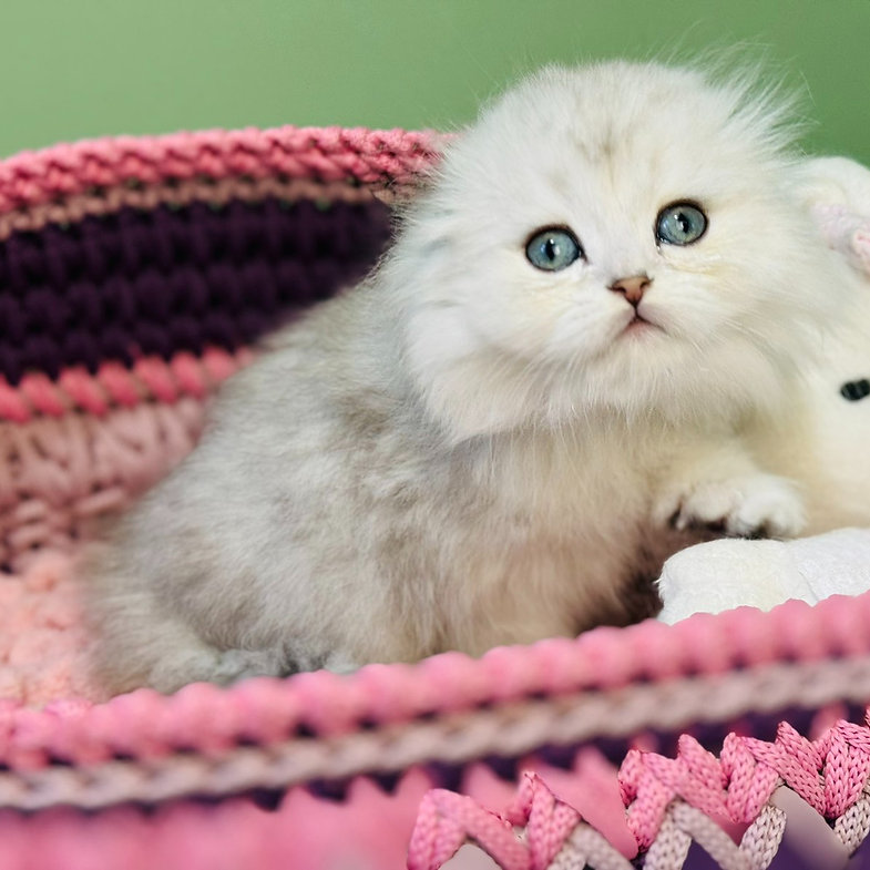 Zina – Female Scottish Fold Kitten