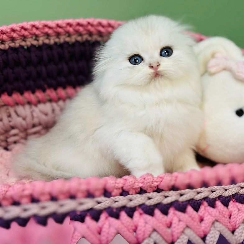 Fantastic – Male Scottish Fold Kitten