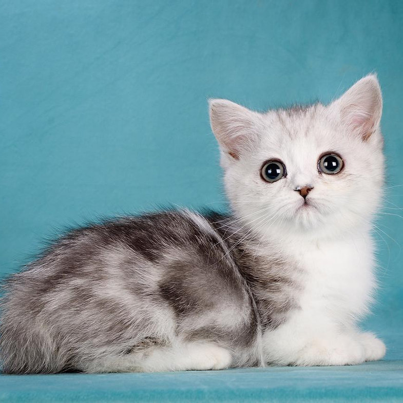 Lady Night – Male Munchkin Kitten