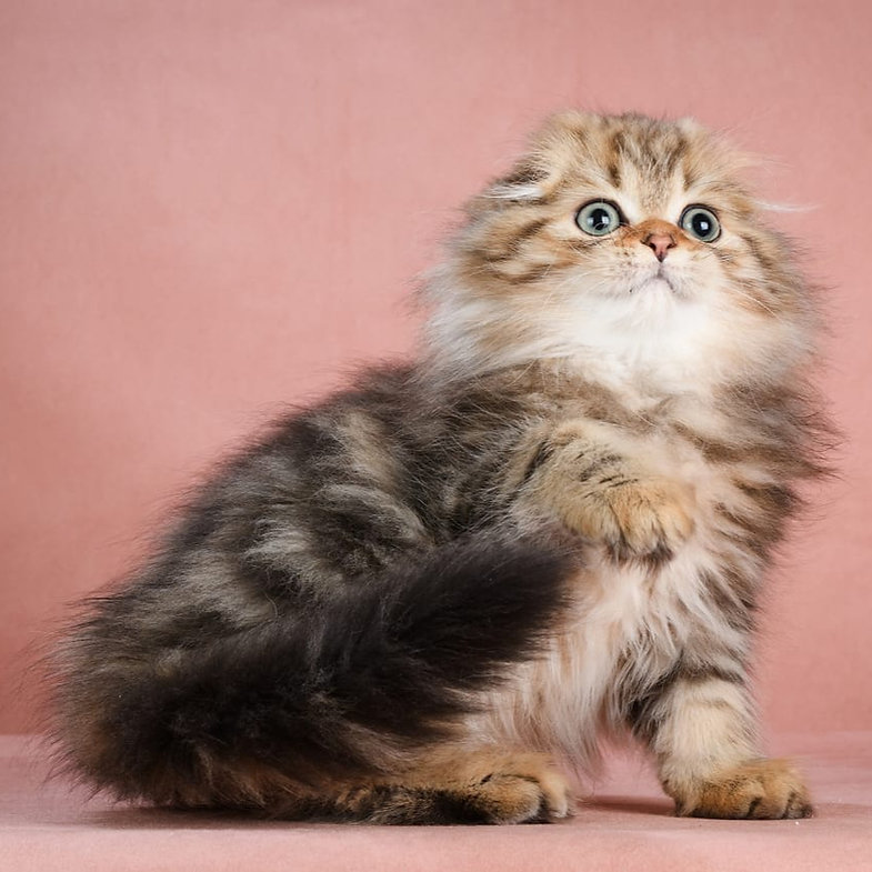 Ocean – Male Scottish Fold Kitten