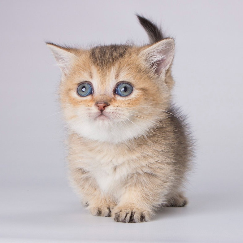 Amina – Female Munchkin Kitten